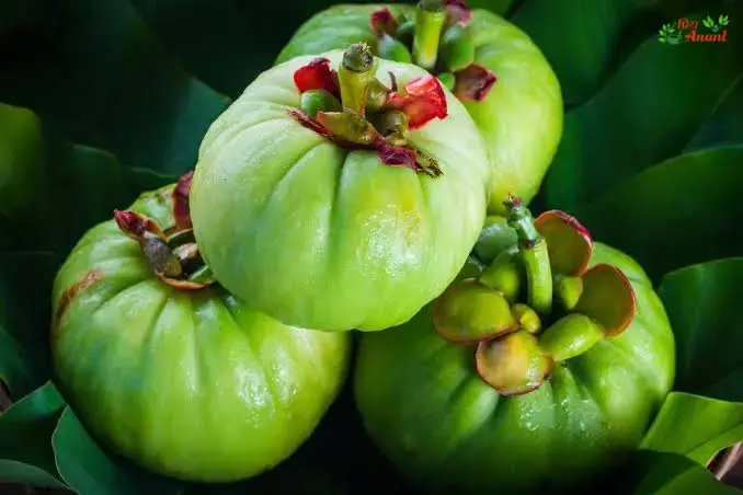 garcinia cambogia capsules anant industries